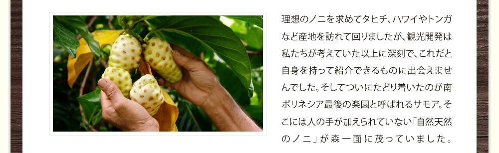 理想のノニを求めてタヒチ、ハワイやトンガなど産地を訪れて回りましたが、観光開発は私たちが考えていた以上に深刻で、これだと自身を持って紹介できるものに出会えませんでした。そしてついにたどり着いたのが南ポリネシア最後の楽園と呼ばれるサモア。そこには人の手が加えられていない「自然天然のノニ」が森一面に茂っていました。